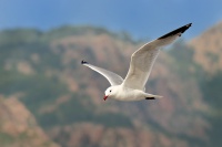 Racek Audouinuv - Ichthyaetus audouinii - Audouin's Gull 1454